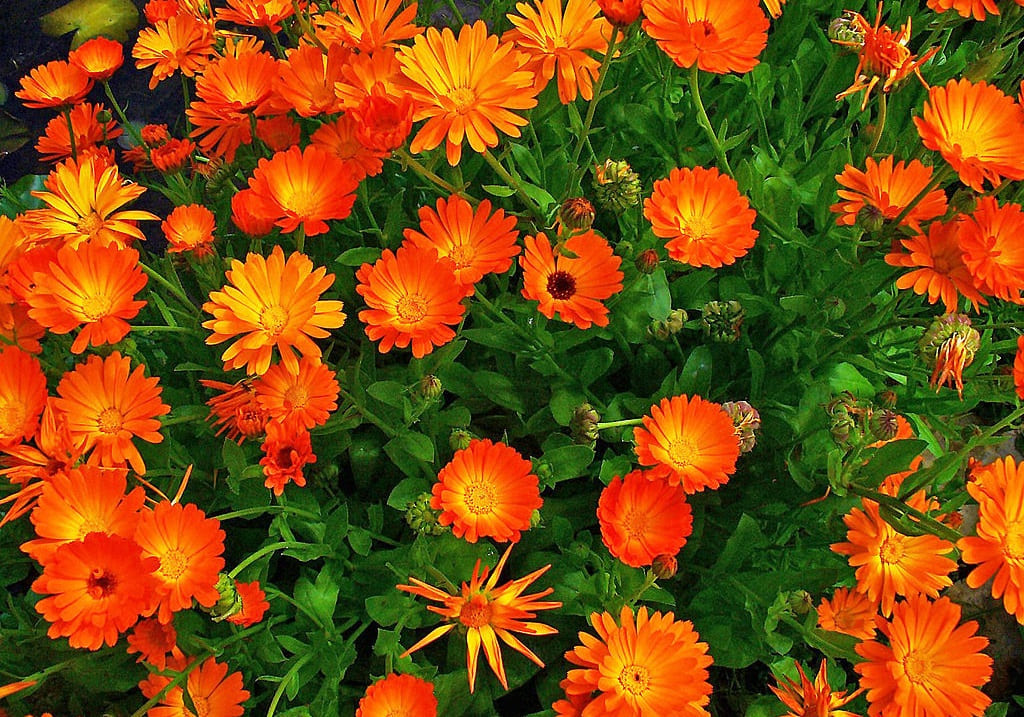 Calendula